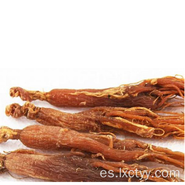 rodajas de ginseng rojo miel corea